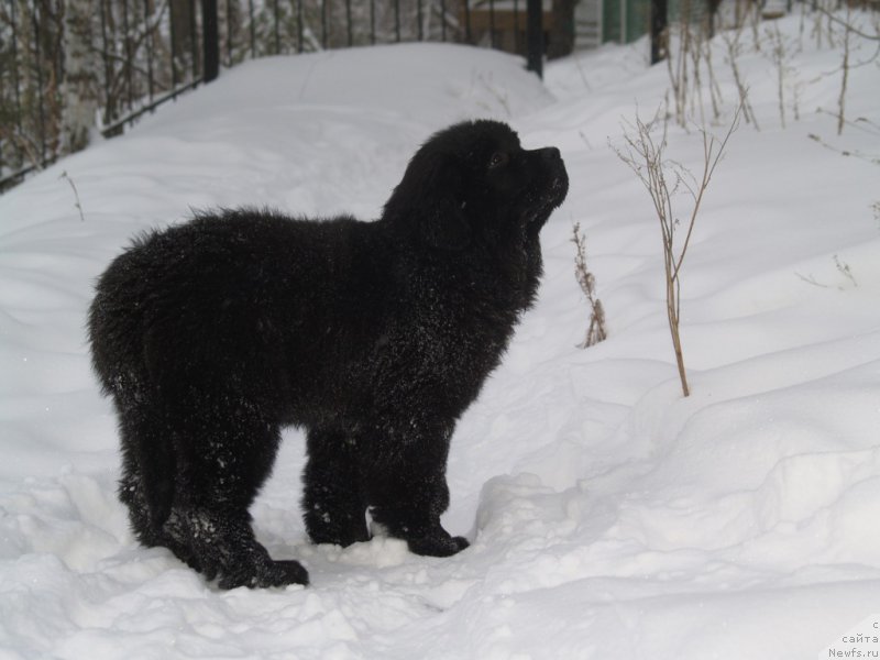 Фото: ньюфаундленд Northern Light  Midnight Bear