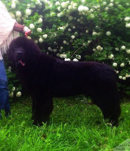 Фото: ньюфаундленд Смигар Легенда Весны (Smigar Legenda Vesny)