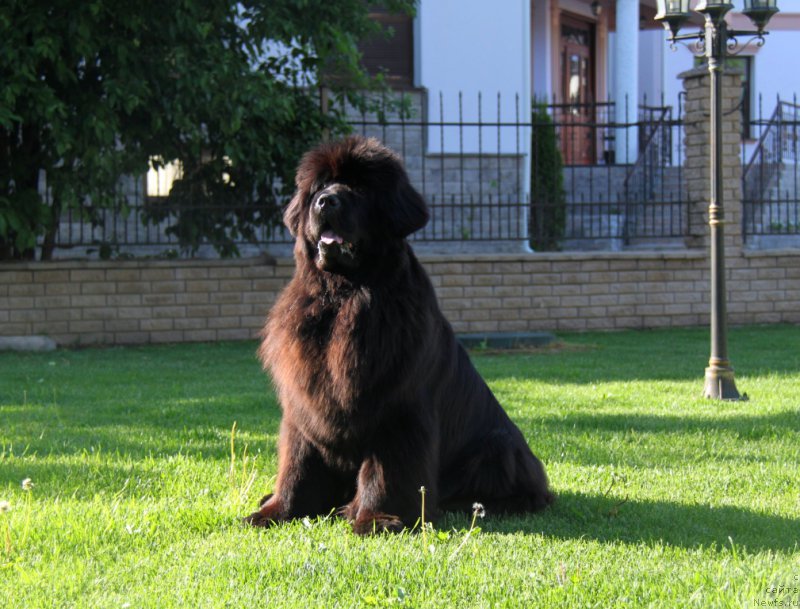 Фото: ньюфаундленд С'Нежная Вьюга Амороне Сартори (S'Nezhnaya Vjuga Amorone Sartori)