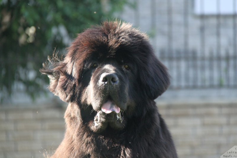 Фото: ньюфаундленд С'Нежная Вьюга Амороне Сартори (S'Nezhnaya Vjuga Amorone Sartori)