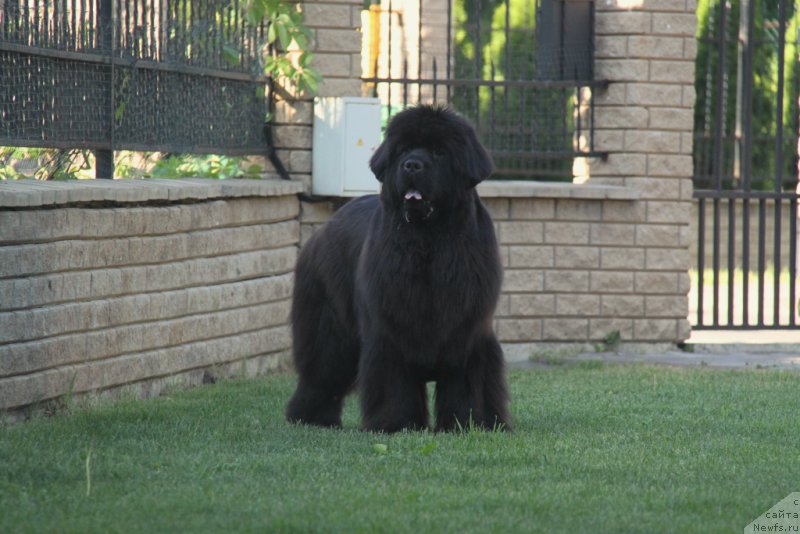 Фото: ньюфаундленд С'Нежная Вьюга Амороне Сартори (S'Nezhnaya Vjuga Amorone Sartori)