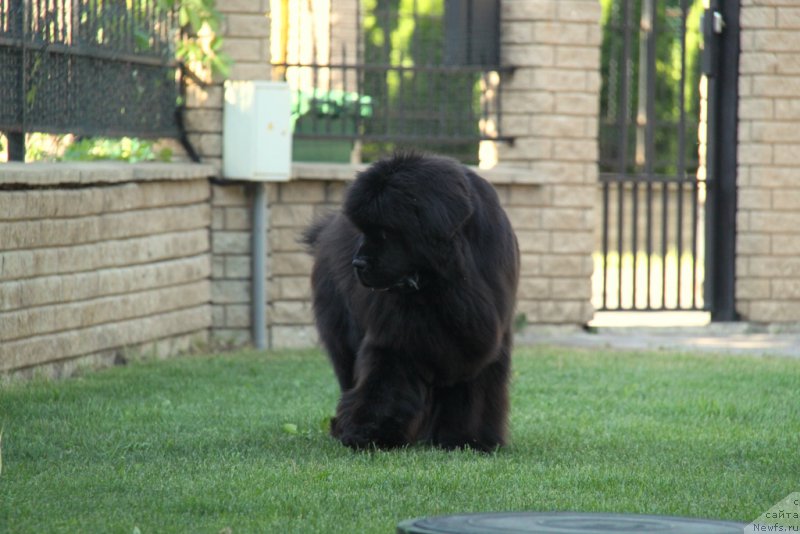 Фото: ньюфаундленд С'Нежная Вьюга Амороне Сартори (S'Nezhnaya Vjuga Amorone Sartori)