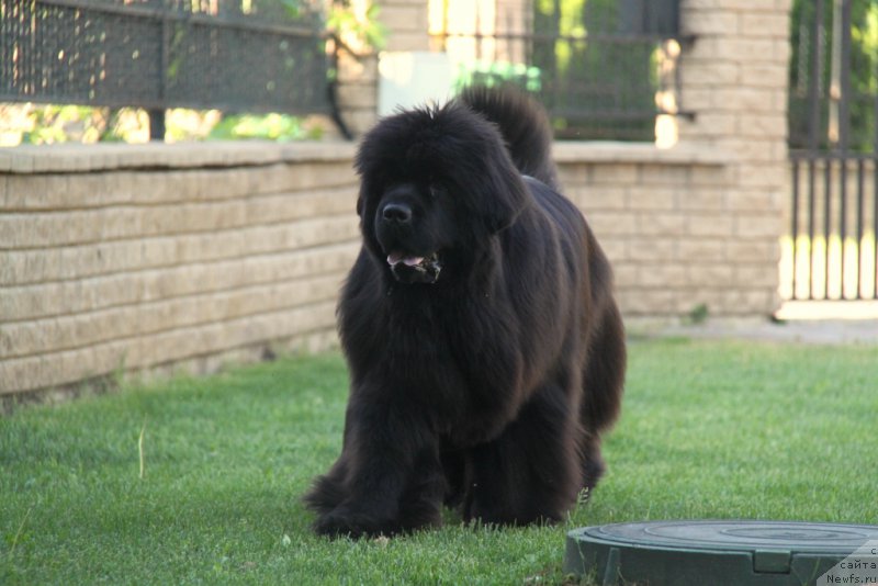 Фото: ньюфаундленд С'Нежная Вьюга Амороне Сартори (S'Nezhnaya Vjuga Amorone Sartori)