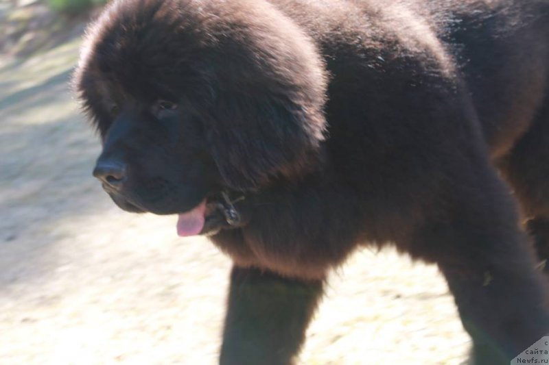 Фото: ньюфаундленд Смигар Тренди Лук (Smigar Trendy look)