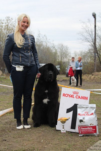 Фото: ньюфаундленд Питерньюф Нота Бене (Piternyuf Nota Bene), Екатерина Зайцева