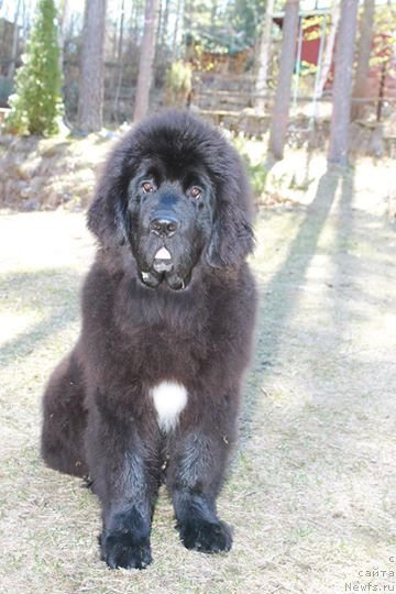 Фото: ньюфаундленд Смигар Тренди Лук (Smigar Trendy look)