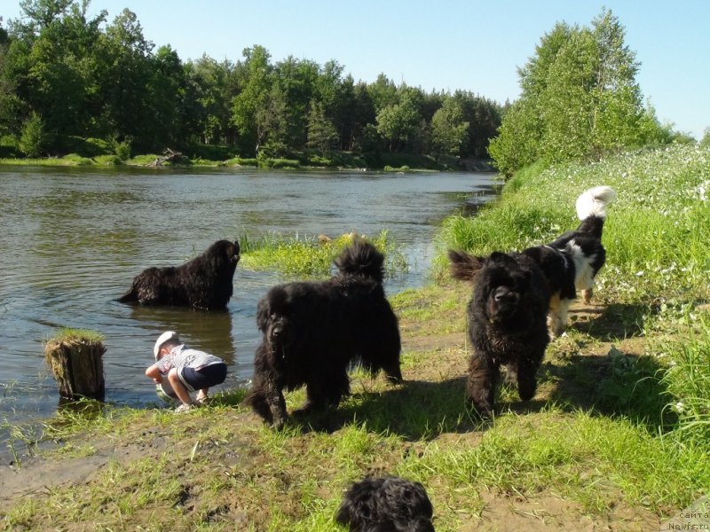 Фото: ньюфаундленд Акин Соул София, ньюфаундленд Анджел Викториус, ньюфаундленд Черный Шарм Веллингтон, ньюфаундленд Барышня