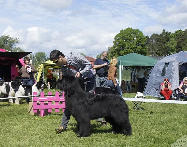 Фото: ньюфаундленд Акватория Келвин Флэш Ройал (Aquatoriya Kelvin Flash Royal), Александр Коротков
