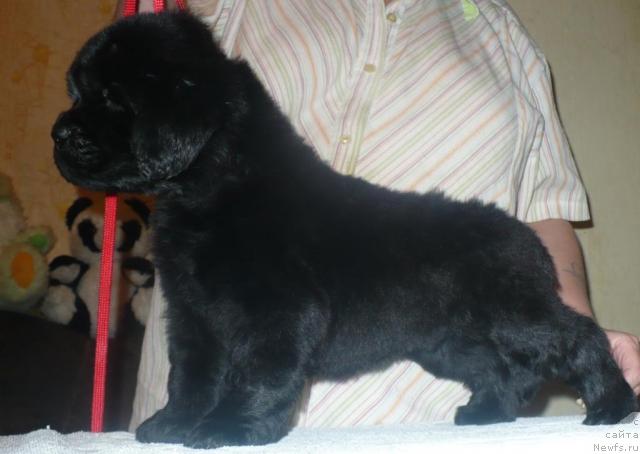 Фото: ньюфаундленд Энергия Океана