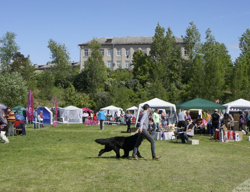 Фото: ньюфаундленд Смигар Галакси Шелл Вин (Smigar Galaxsy Shall Win), Александр Коротков