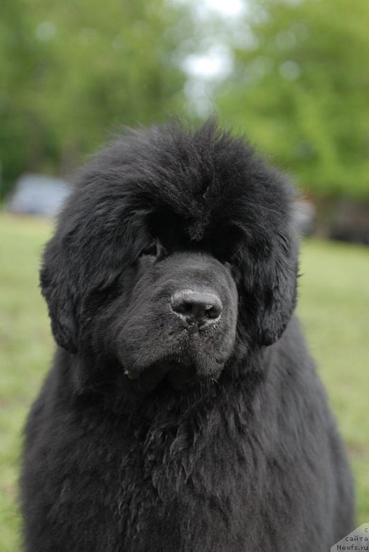 Фотография № 155102