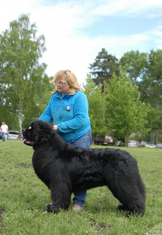 Фото: ньюфаундленд Сент Джонс Хаммер (Sent Djons Hummer)