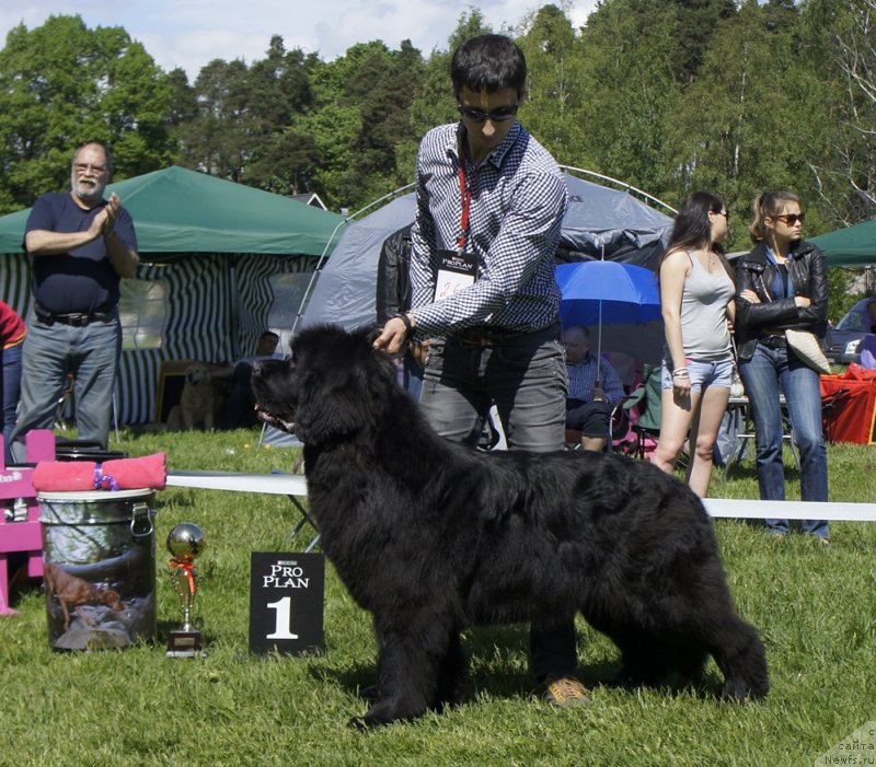 Фото: ньюфаундленд Смигар Галакси Шелл Вин (Smigar Galaxsy Shall Win)