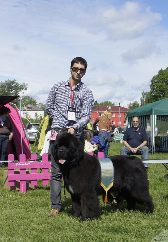 Фото: ньюфаундленд Смигар Лав Стори (Smigar Love Story)