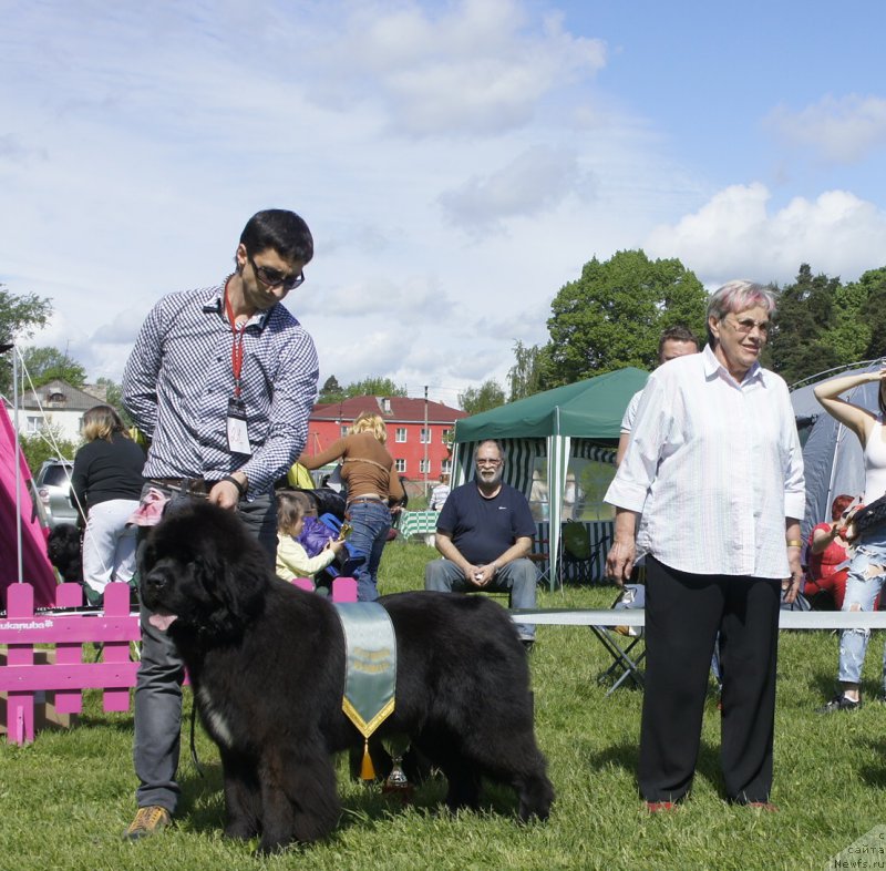 Фото: ньюфаундленд Смигар Лав Стори (Smigar Love Story)