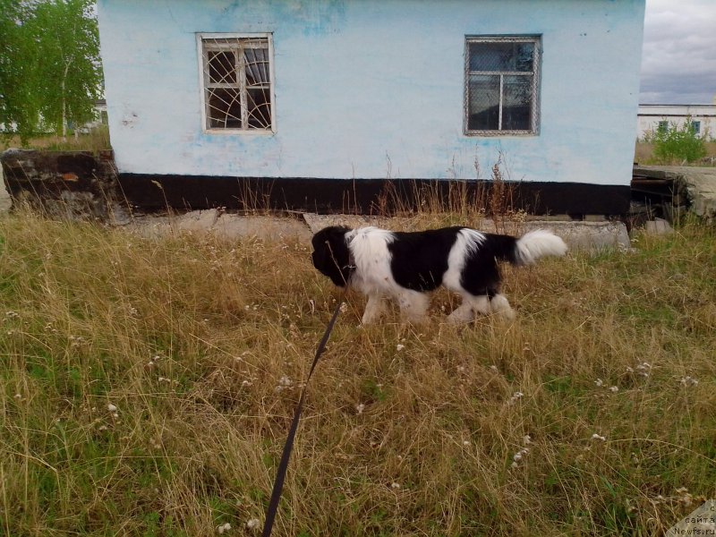 Фото: ньюфаундленд Степная Пальмира Единственный Мой