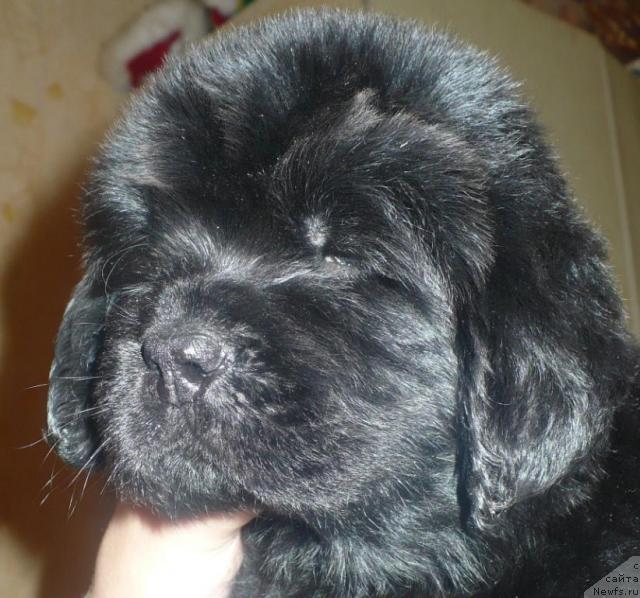 Фото: ньюфаундленд Энергия Океана