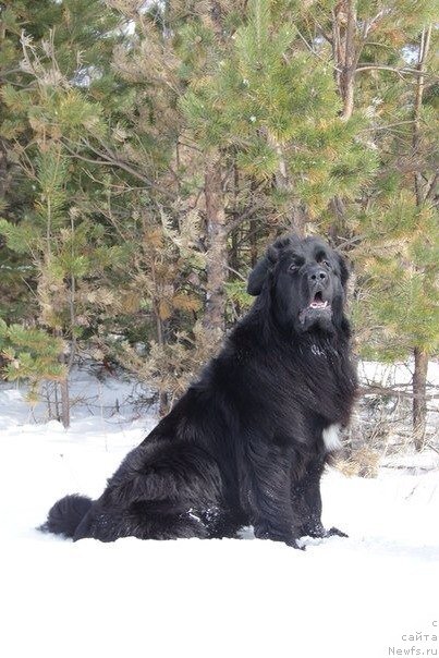 Фото: ньюфаундленд Ю Белонг Ту Ми