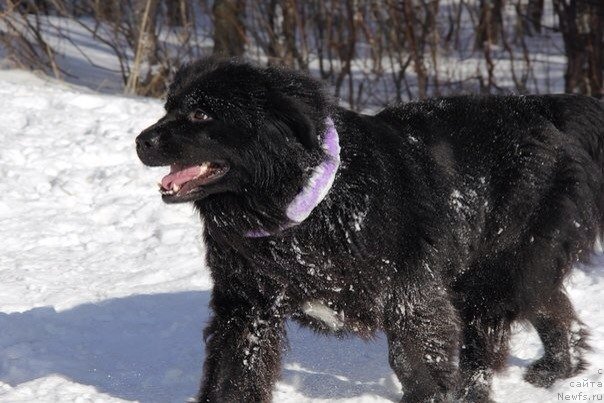 Фото: ньюфаундленд Ю Белонг Ту Ми