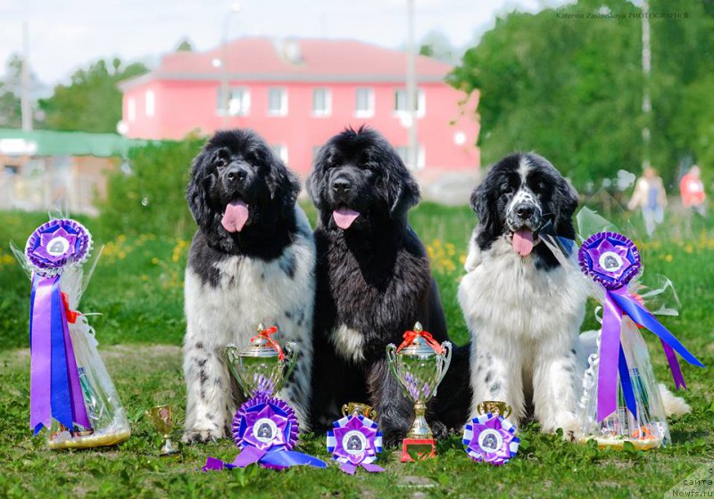 Фотография № 155139