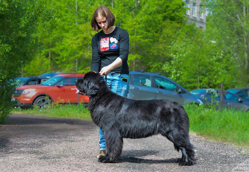Фото: ньюфаундленд Флюфи Аваланч Эксклюсиве Дрим (Fluffy Avalanch Exclusive Dream)
