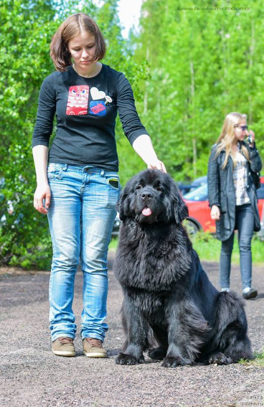 Фото: ньюфаундленд Флюфи Аваланч Эксклюсиве Дрим (Fluffy Avalanch Exclusive Dream)
