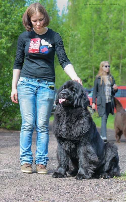 Фото: ньюфаундленд Флюфи Аваланч Эксклюсиве Дрим (Fluffy Avalanch Exclusive Dream)