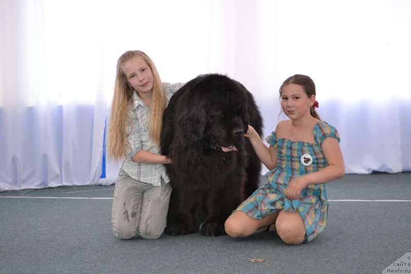 Фото: ньюфаундленд Симбад Покоритель Морей