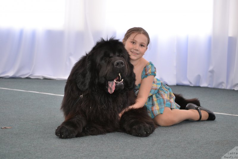 Фото: ньюфаундленд Симбад Покоритель Морей