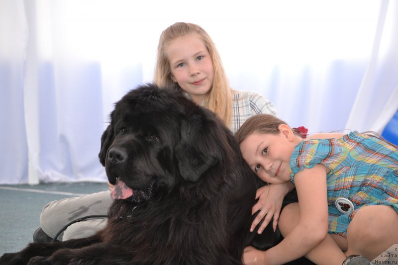 Фото: ньюфаундленд Симбад Покоритель Морей