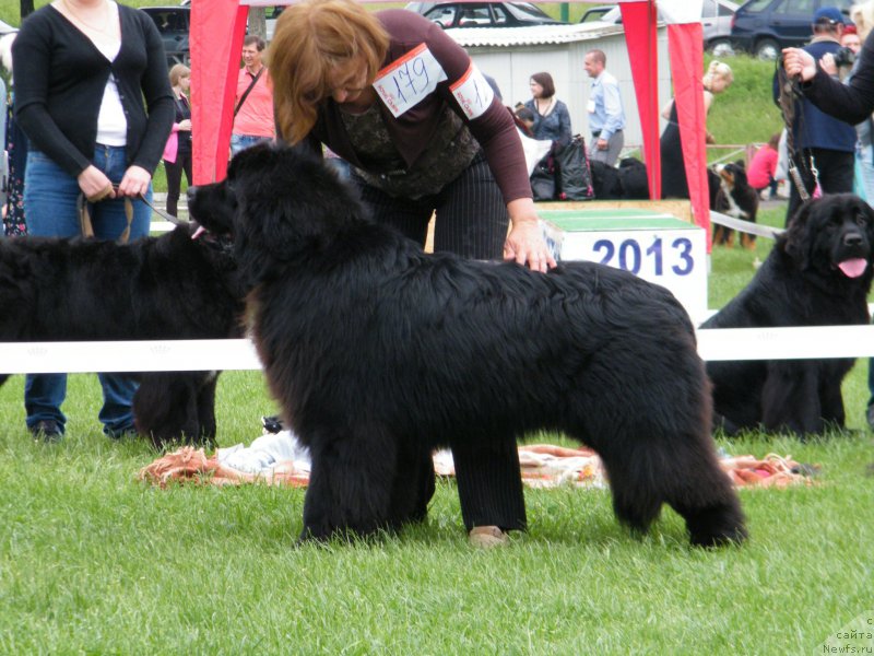 Фото: ньюфаундленд Супер Премиум Овертакинг ис Форбидден