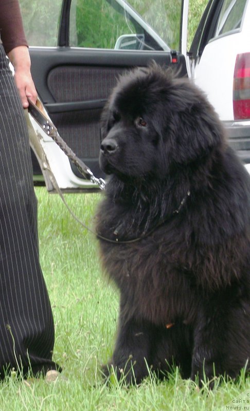 Фото: ньюфаундленд Супер Премиум Овертакинг ис Форбидден