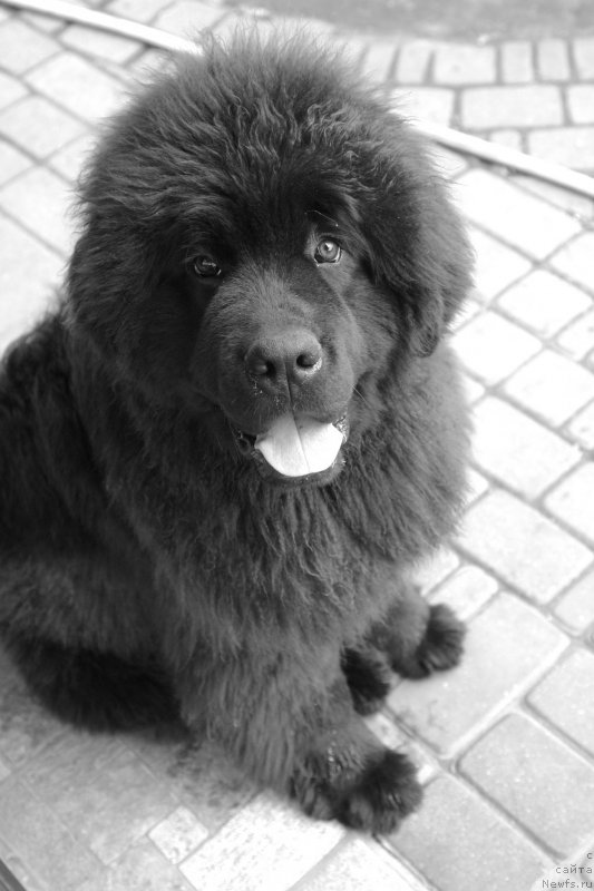 Фото: ньюфаундленд Guliver Moon Bear