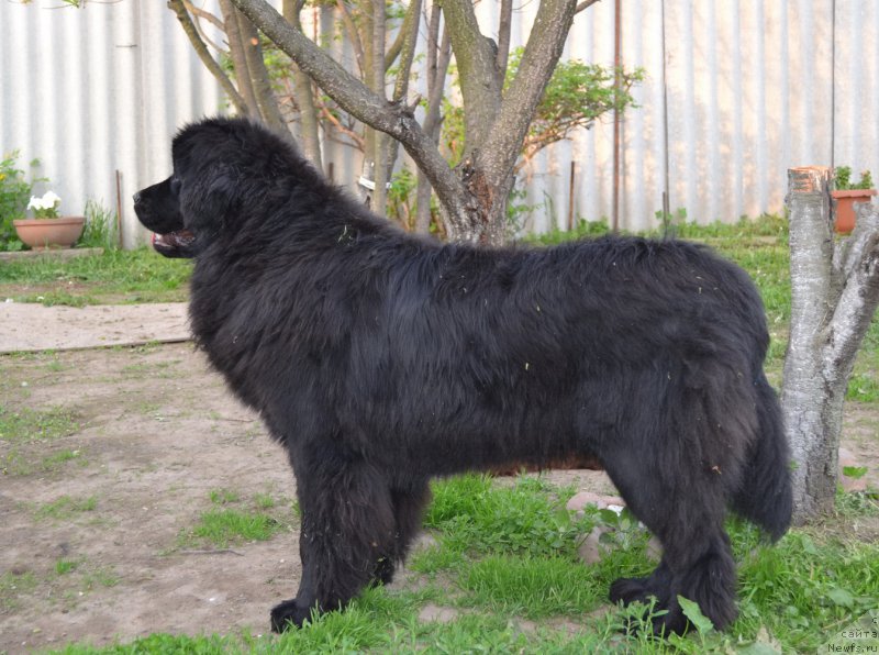 Фото: ньюфаундленд Талисман Моря Мишель