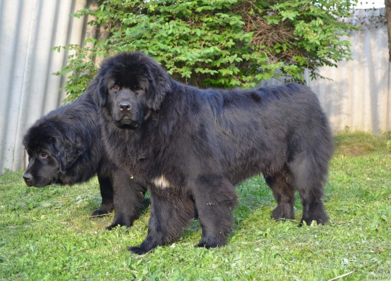 Фото: ньюфаундленд Талисман Моря Магия Волн, ньюфаундленд Талисман Моря Мишель