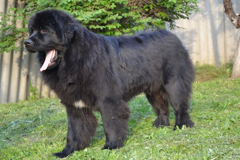 Фото: ньюфаундленд Талисман Моря Мишель