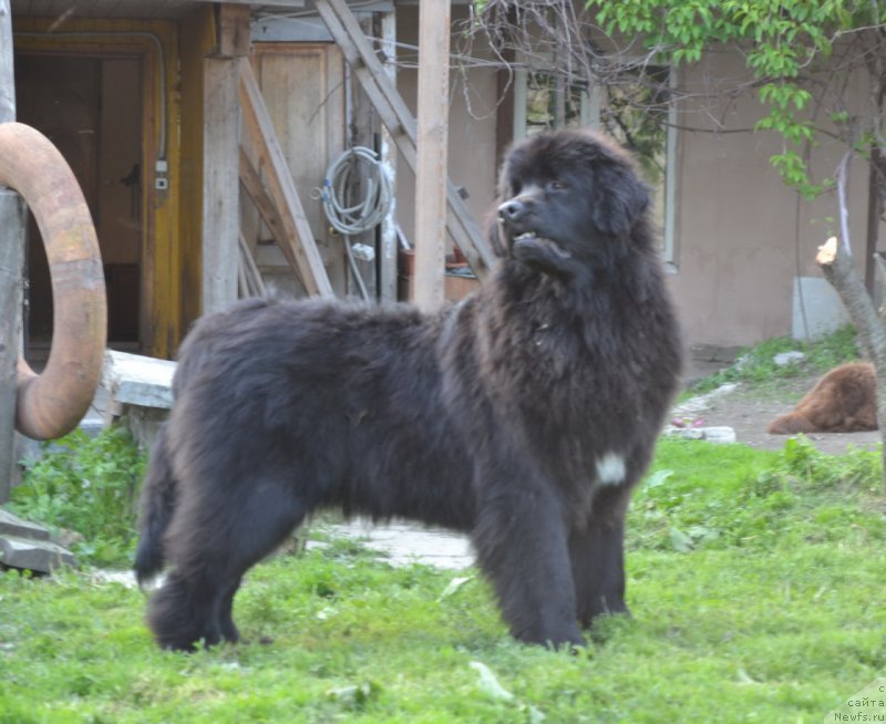 Фото: ньюфаундленд Талисман Моря Мишель