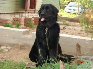 Фото: ньюфаундленд Ван Лен Тайм Варвара Краса