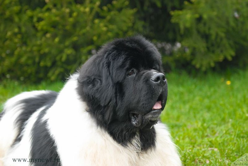 Фото: ньюфаундленд Супер Бизон Космос (Super Bizon Cosmos)