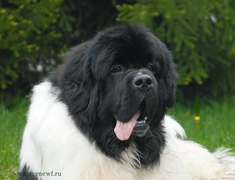 Фото: ньюфаундленд Супер Бизон Космос (Super Bizon Cosmos)