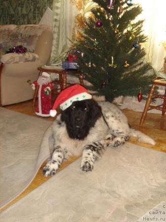 Фото: ньюфаундленд Плюшевая Панда Диланд (Plushevaya Panda Diland)