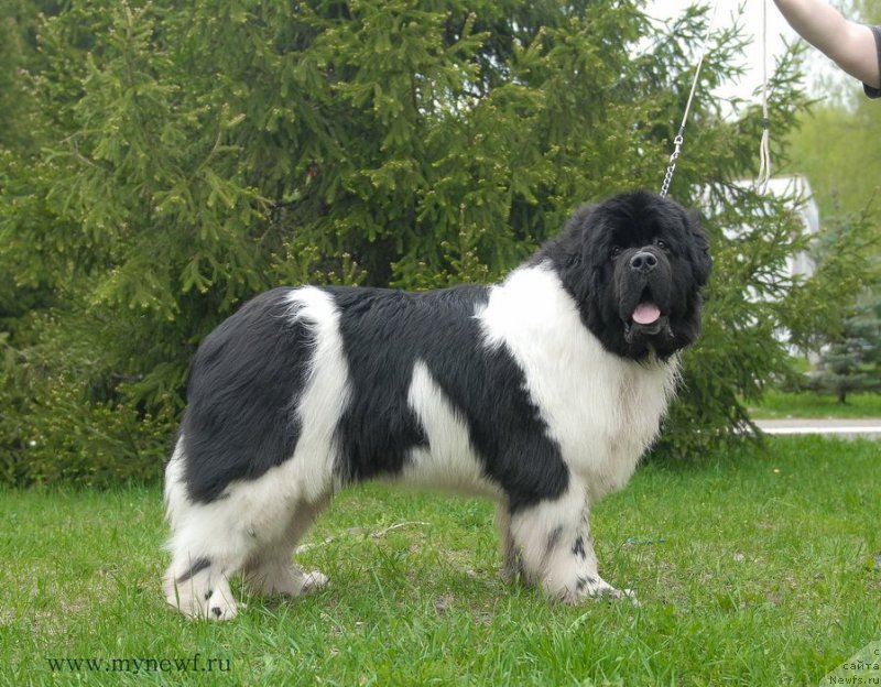 Фото: ньюфаундленд Супер Бизон Космос (Super Bizon Cosmos)