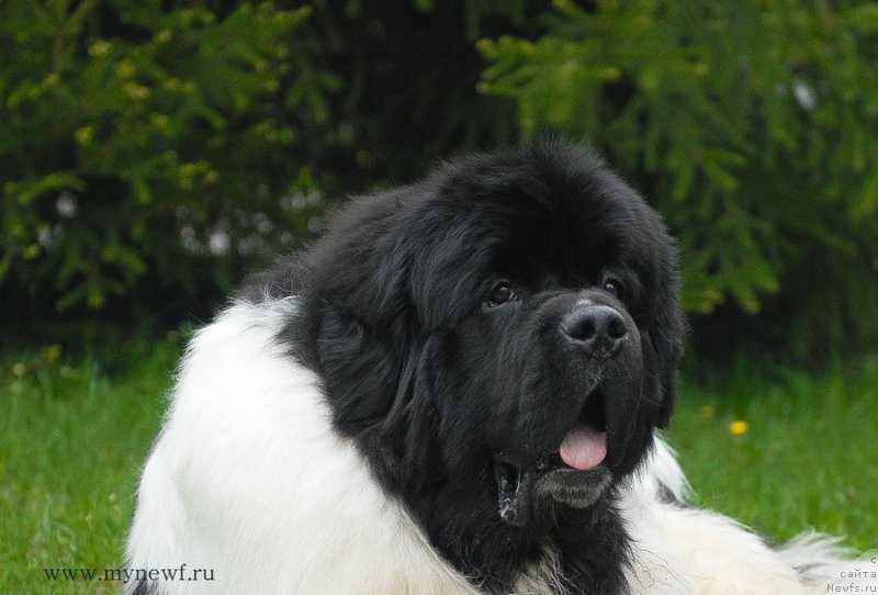 Фото: ньюфаундленд Супер Бизон Космос (Super Bizon Cosmos)