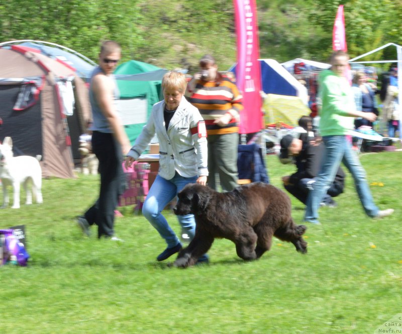 Фото: ньюфаундленд Эмансипация из Антаграда (Emansipatsia is Antagrada)
