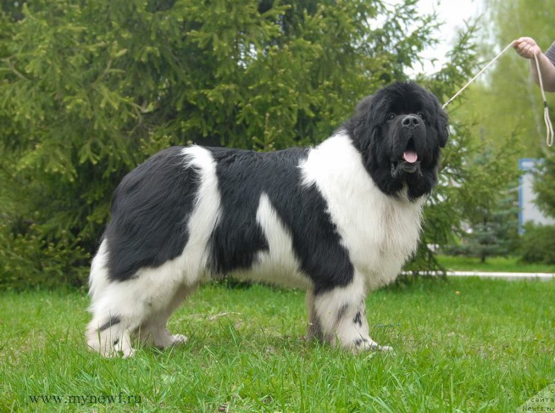 Фото: ньюфаундленд Супер Бизон Космос (Super Bizon Cosmos)