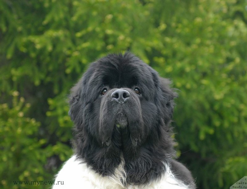 Фото: ньюфаундленд Супер Бизон Космос (Super Bizon Cosmos)