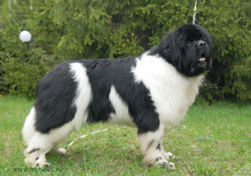 Фото: ньюфаундленд Супер Бизон Космос (Super Bizon Cosmos)