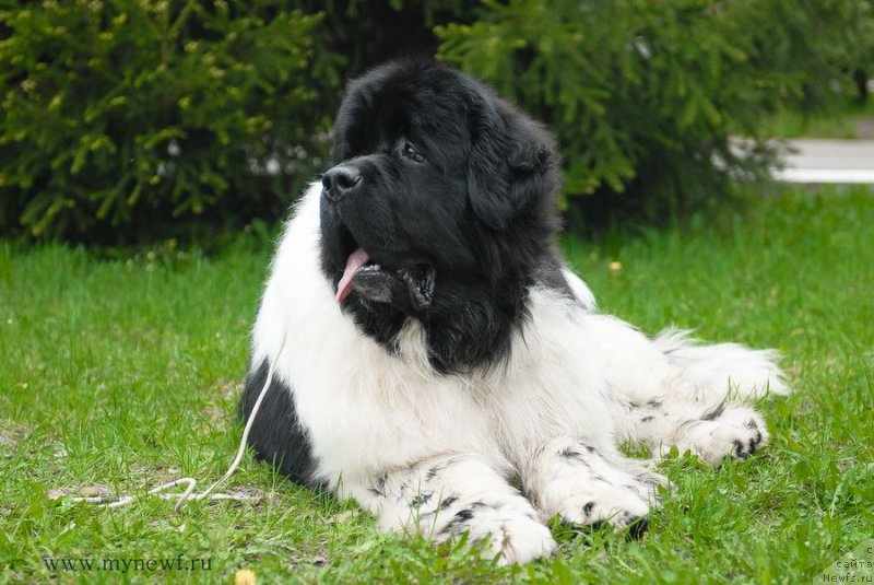 Фото: ньюфаундленд Супер Бизон Космос (Super Bizon Cosmos)