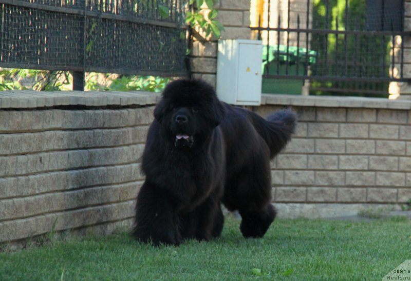 Фото: ньюфаундленд С'Нежная Вьюга Амороне Сартори (S'Nezhnaya Vjuga Amorone Sartori)