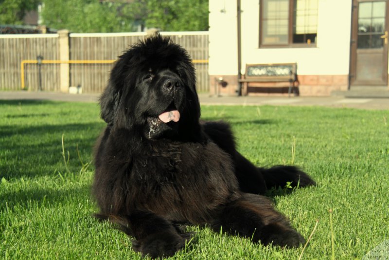 Фото: ньюфаундленд С'Нежная Вьюга Амороне Сартори (S'Nezhnaya Vjuga Amorone Sartori)